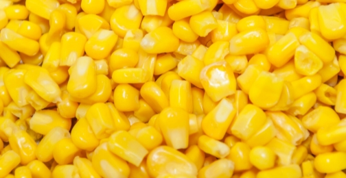 Is hydrolyzed corn protein the same as MSG?